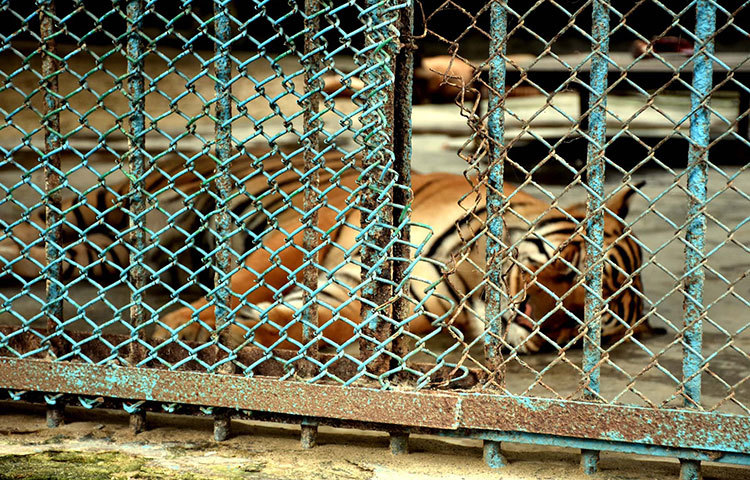 খাঁচার মধ্যে শুয়ে আছে শক্তিধর রয়েল বেঙ্গল টাইগার। ছবি : বিপ্লব দিক্ষিৎ