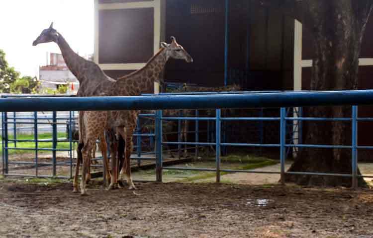মাথা উঁচু করে দাঁড়িয়ে আছে জিরাফ। এই প্রাণিটি দর্শনার্থীদের অন্যমত আকর্ষণীয় প্রাণি। ছবি : বিপ্লব দিক্ষিৎ