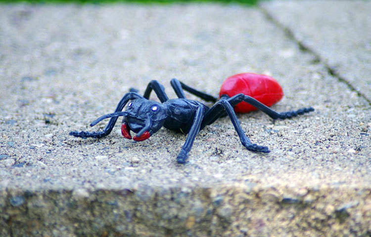 বাজারে নানা রকম খেলনা পোকা কিনতে পাওয়া যায়। একেবারে আসলের মতো দেখতে। স্ত্রীর ড্রেসিং টেবিলে ফেলে রাখুন।