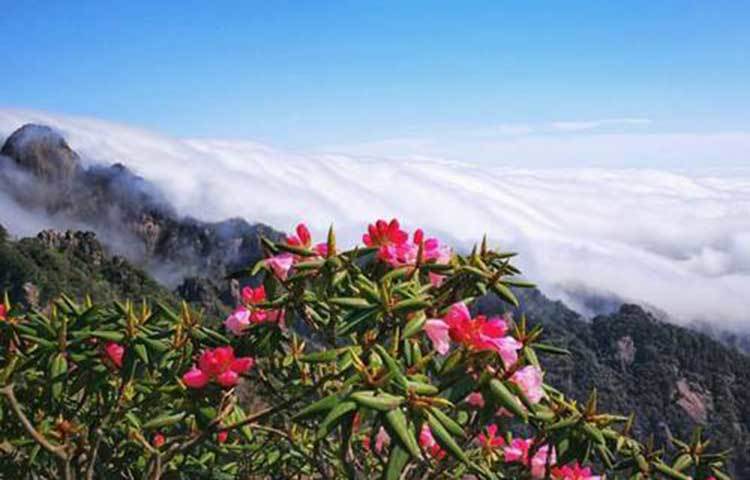 এই পাহাড়ের বনে লাল রঙয়ের আজালি ফুল ফুটেছে।