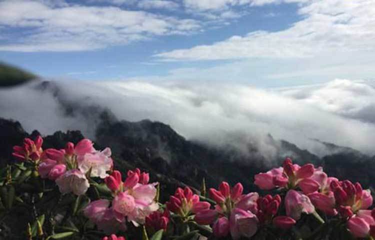 এই ফুল পাথর ও গাছের সাথে মিলেমিশে দারুণ সুন্দর দৃশ্যের অবতারণা করে।