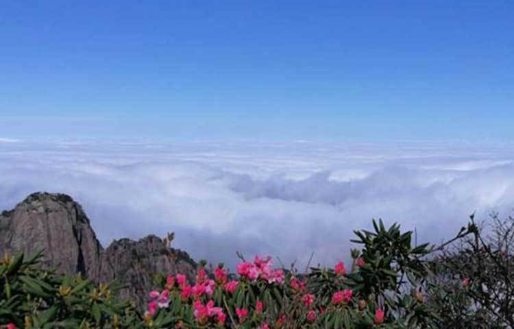 আজালি আনহুই প্রদেশের জনপ্রিয় ফুল। প্রতিবছরের মে মাসে এই ফুল ফোটে।