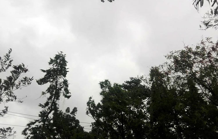 ঘন কালো মেঘের সঙ্গে সবুজ পাতার গাছের মিতালি। ছবি : আবু সালেহ সায়াদাত