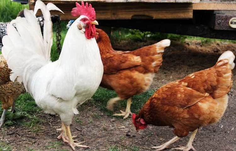 ভিটামিন ভান্ডার : ডিমে একমাত্র ভিটামিন ‘সি’ ছাড়া সব ভিটামিনই রয়েছে। ডিমে থাকা ভিটামিন এ, ডি এবং ই শরীরের ইমিউন সিস্টেম ঠিক রাখার জন্য খুবই জরুরি। তবে যারা ডিমের পুরো ভিটামিন পেতে চান, তাদের জন্য খাঁচায় পোষা মুরগির চেয়ে খোলা ক্ষেতে ঘুরে বেড়ানো মুরগির ডিমই খাওয়া ভালো।