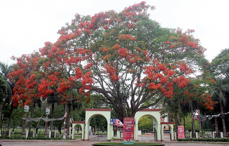 বিশ্ববিদ্যালয়ের প্রধান ফটকের সামনে ফুটন্ত কৃষ্ণচূড়ার গাছটি ক্যাম্পাসের শোভা কয়েকগুণ বাড়িয়ে দিয়েছে। ছবি : সোহাগ