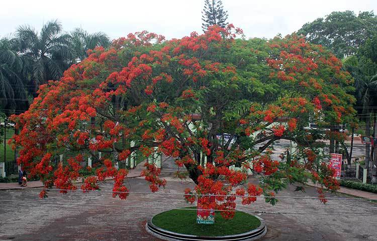 এ গাছটি বিশ্ববিদ্যালয়ের প্রধান ফটকের সৌন্দর্য বাড়িয়ে দিয়েছে কয়েকগুণ। প্রধান ফটকের সামনের মহাসড়ক দিয়ে চলাচলকারী পথিককে ইসলামী বিশ্ববিদ্যালয়ের অপরূপ সৌন্দর্যে যেন আমন্ত্রণ জানাতে ফুটেছে খৃষ্ণচূড়া। ছবি : সোহাগ