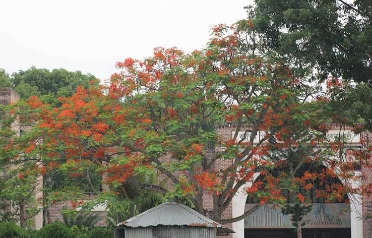 জাতির পিতা বঙ্গবন্ধু শেখ মুজিবুর রহমান হলের সামনের পুকুর পাড়ে ফুটেছে কৃষ্ণচূড়া। ছবি : সোহাগ