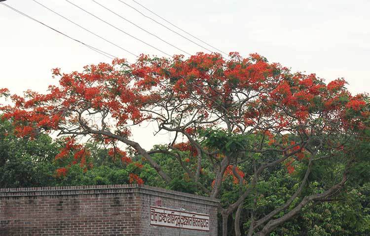 বীরশ্রেষ্ঠ হামিদুর রহমান কেন্দ্রীয় মিলনায়তন গেটে ফুটেছে অপরূপ সৌন্দর্যের কৃষ্ণচূড়া। এ ভবনটির শোভা বাড়িয়ে সকলকে যেন আমন্ত্রণ জানাচ্ছে ক্যাম্পাস ভিত্তিক সবথেকে বড় এবং সম্পূর্ণ শীততাপ নিয়ন্ত্রিত মিলনাতয়নে। ছবি : সোহাগ