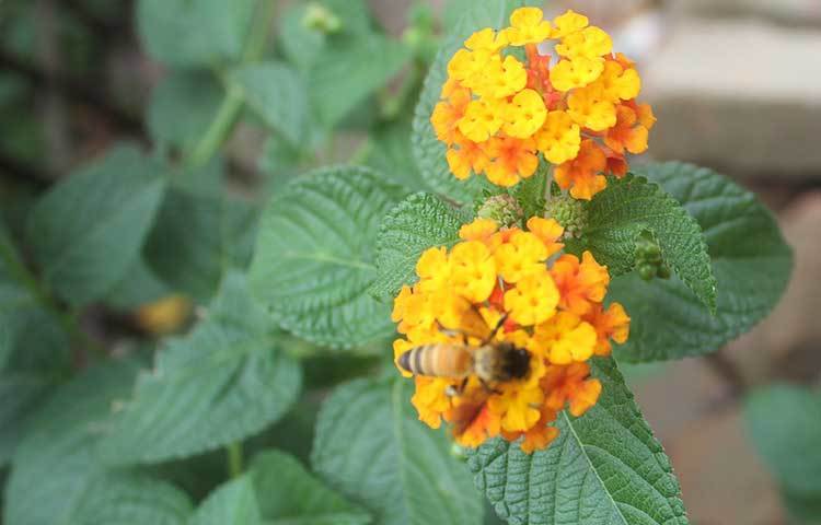 সাদ্দাম হোসেন হলের সামনে ফুটে থাকা ফুল থেকে মধু আহরণে ব্যস্ত মৌমাছি। ছবি : সাহাগ