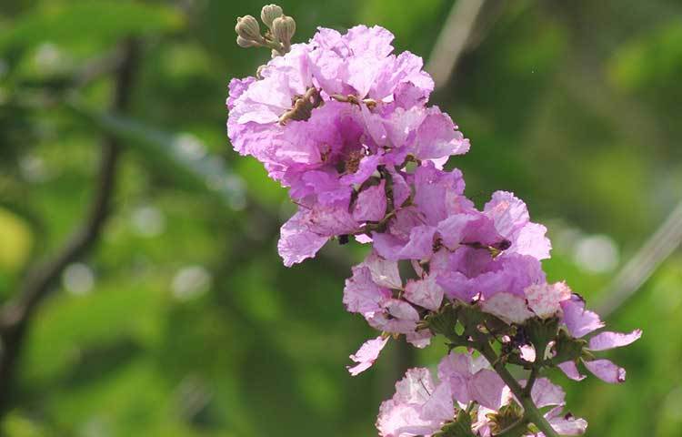 জারুলের বেগুনি আভায় সেজেছে ইসলামী বিশ্ববিদ্যালয়। ছবি : সোহাগ