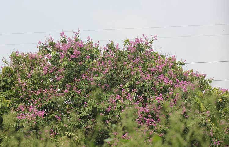 জাতির পিতা বঙ্গবন্ধু শেখ মুজিবুর রহমান হলের পাশেই ফুটেছে দৃষ্টিনন্দন এবং মনোহরী জারুল। ছবি : সোহাগ