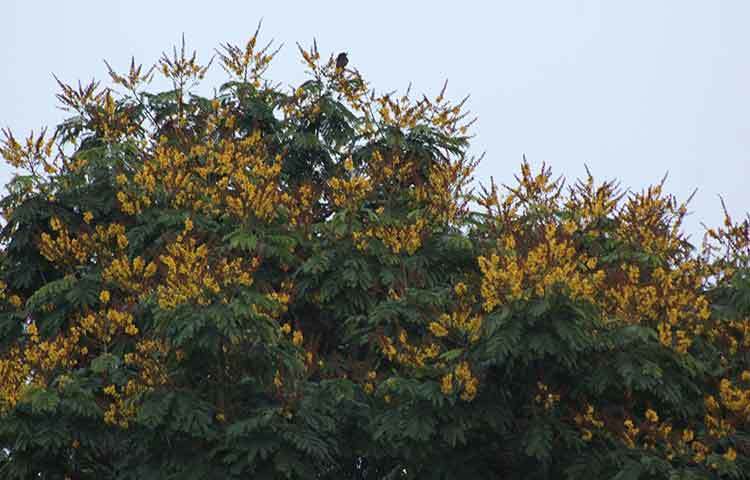 বীরশ্রেষ্ঠ হামিদুর রহমান কেন্দ্রীয় মিলনাতয়নের পাশেই ফুটেছে হলুদ কৃষ্ণচূড়া। ছবি: সোহাগ