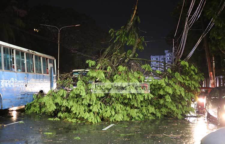 একটি গাছ ঠিক মাঝখান থেকে ভেঙে পড়েছে রাস্তার উপর। ছবি : মাহবুব আলম