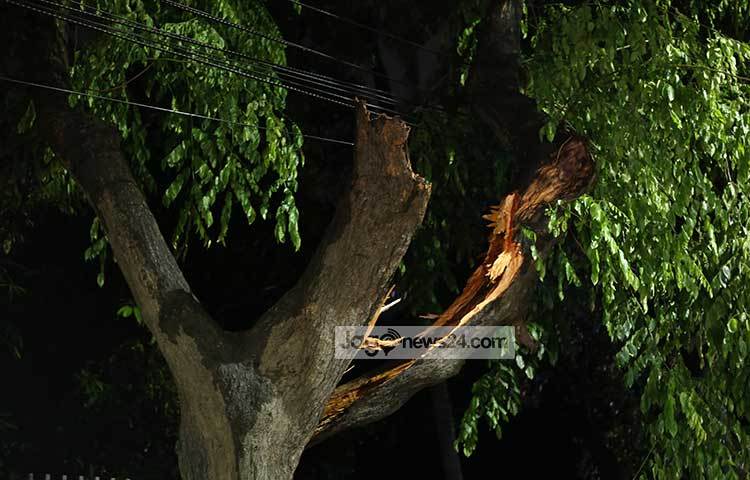ঝড়ের তাণ্ডবে একটি গাছের মাঝ থেকে চিড়ে গেছে। ছবি : মাহবুব আলম