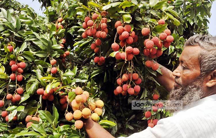 পাকা লিচুর এমন দৃশ্য দেখলে মন আনন্দে ভরে যায়। নারায়ণগঞ্জের লিচু বাগানের এ ছবি তুলেছেন আলোকচিত্রী বিপ্লব দিক্ষিৎ।