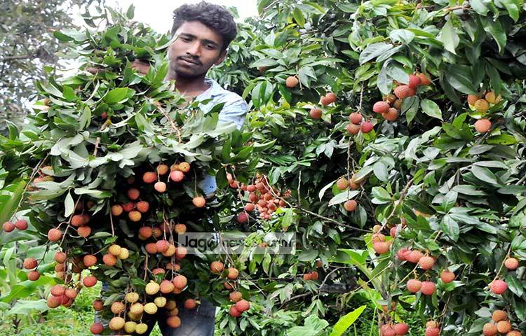 বিক্রির উদ্দেশ্যে বাগান থেকে লিচু সংগ্রহ করছেন এক লিচু চাষি। ছবি : বিপ্লব দিক্ষিৎ