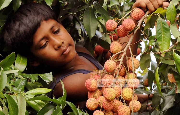 গাছের লিচু দেখছে এক কিশোর। ছবি : বিপ্লব দিক্ষিৎ