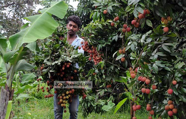 এবারও লিচুর ফলন ভালো হয়েছে। তাই চাষিদের মন ভালো। ছবি : বিপ্লব দিক্ষিৎ