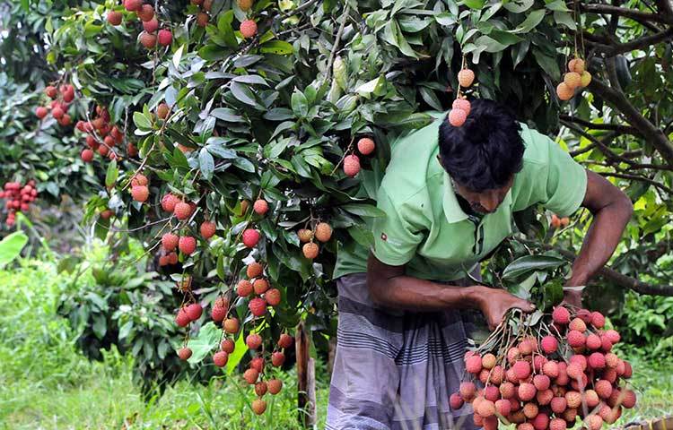 এই বাগানের লিচু সংগ্রহের পরে তা ঢাকাসহ দেশের বিভিন্ন স্থানের পাইকারী বিক্রেতারা কিনে নিয়ে যায়। ছবি : বিপ্লব দিক্ষিৎ