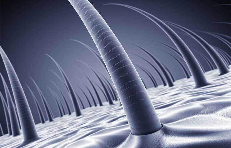 চুলের বৃদ্ধিতে সাহায্য করে- শসায় সিলিকা থাকায় তা চুল ও নখের বৃদ্ধিতে সাহায্য করে।