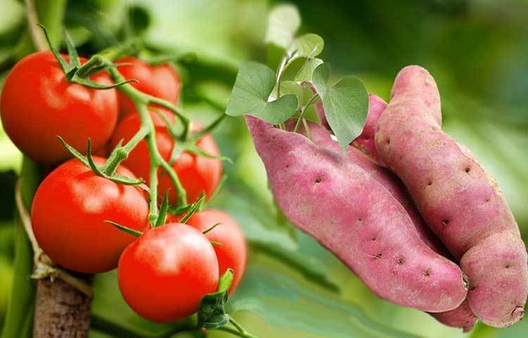 মিষ্টি আলু ও টমেটো : মিষ্টি আলুতে রয়েছে ভিটামিন এ আর টমেটোতে রয়েছে ভিটামিন সি, এবং এই দুইয়ে মিলে অ্যান্টি-অক্সিডেন্ট তৈরি করে যা নখকে শক্ত করে।