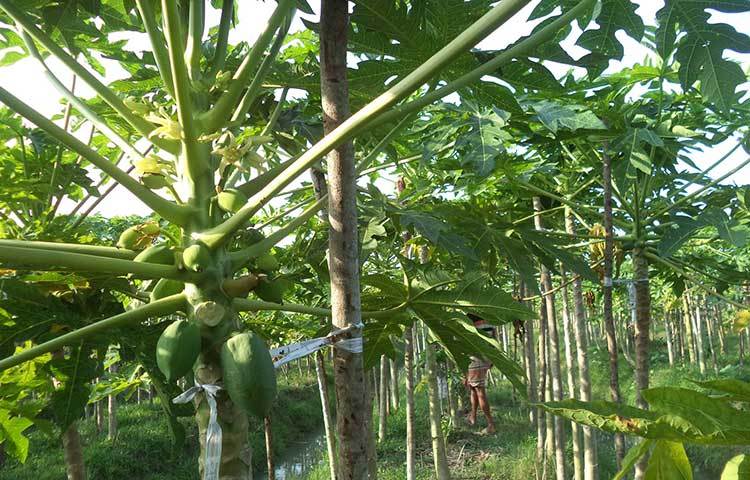 পিরোজপুরের বলেশ্বর নদের তীরে প্রত্যন্ত পোরগোলা গ্রামের এক ভূমিহীন কৃষক অন্যের বর্গা জমিতে পেঁপে আবাদ করে স্বাবলম্বী হয়ে ওঠায় এ কৃষক এখন নিজ উপজেলায় একজন সফল ও অনুকরণীয় দৃষ্টান্তে পরিণত হয়েছেন। ছবি : হাসান মামুন