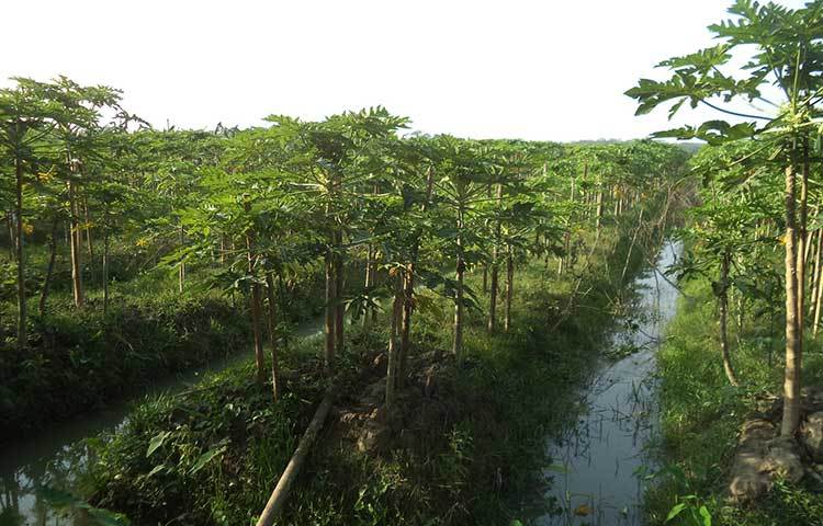 বিস্তীর্ণ পেঁপে বাগান। গ্রামের অনেকেই এখন পেঁপে বাগান করতে উদ্ধুদ্ধ হচ্ছেন। ছবি : হাসান মামুন