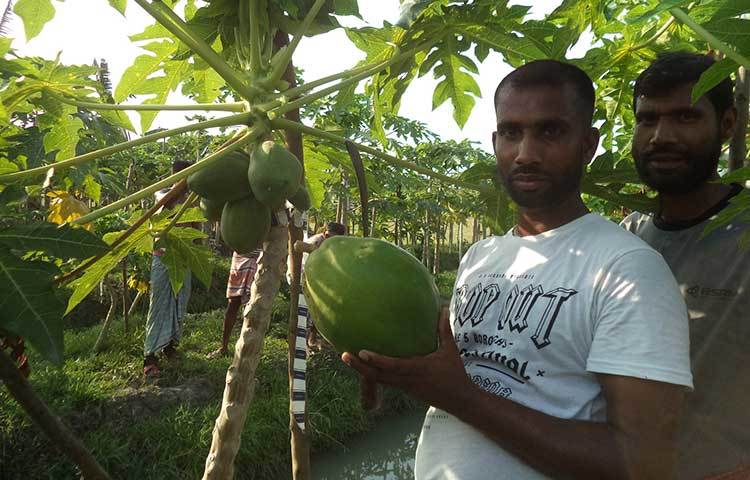 নিজের গাছের পেঁপে দেখাচ্ছেন নাছির হাওলাদার। ছবি : হাসান মামুন