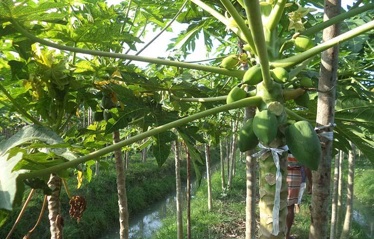 প্রতিটি গাছে পেঁপে ধরেছে। ছবি : হাসান মামুন