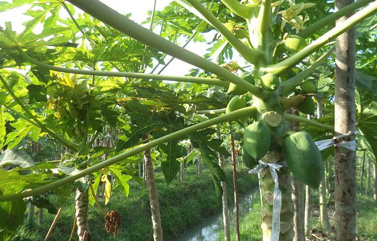 ২০০৯ সালে প্রতিবেশী এক জমির মালিকের কাছ থেকে ভূমিহীন কৃষক হোসেন ১০ বিঘা জমি বর্গা হিসেবে লীজ নেন। ওই জমির মধ্যে অন্তত চার বিঘা জমিতেই তিনি চাষ করেন পেঁপের। ছবি : হাসান মামুন