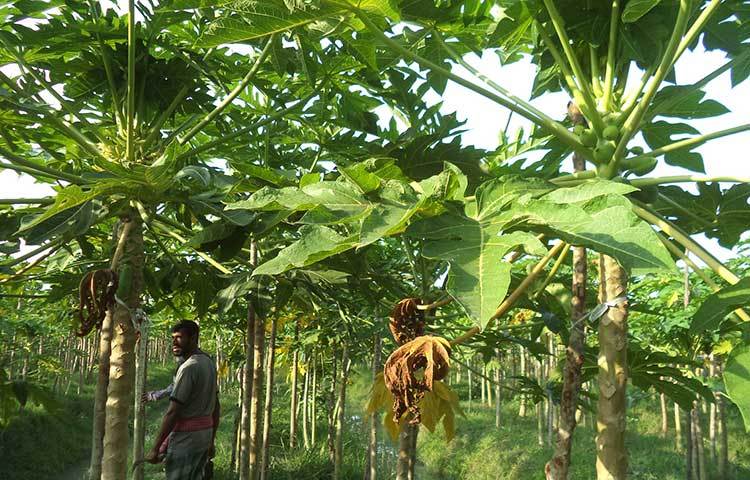 মাত্র দেড় বছরের মধ্যে তার বাগানে পেঁপে ধরতে শুরু করে। বর্তমানেও তার বাগানে পেঁপের ফুল ও ফল আসতে শুরু করেছে। ছবি : হাসান মামুন