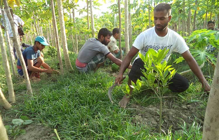 লোকজন নিয়ে পেঁপে বাগানের পরিচর্যা করছেন বাগানের মালিক। ছবি : হাসান মামুন