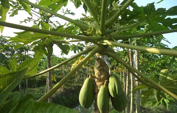 এদিকে গাছের পেঁপে নাছির বিক্রিও শুরু করেছেন। এভাবেই সারা বছর চলতে থাকে হোসেনের ফলজ বাগানের কর্মযজ্ঞ। ছবি : হাসান মামুন