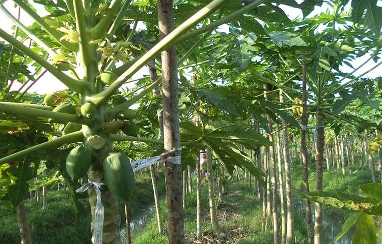 মাত্র কয়েক বছরের মধ্যেই হোসেনের বাগানের প্রাচুর্যতা দেখে গ্রামের শিক্ষিত বেকার যুবক ও কৃষকরা এগিয়ে আসতে শুরু করেছেন এ চাষে উদ্বুদ্ধ হয়ে। ছবি : হাসান মামুন