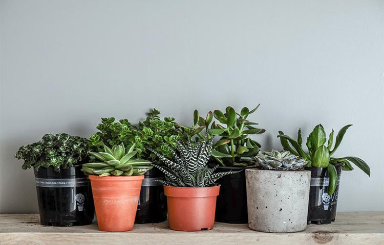 বেশ কিছু ইন্ডোর প্লান্ট রয়েছে, যা বাড়ির মধ্যে রাখলে ঘর ঠান্ডা থাকে। যেমন অ্যালোভেরা, বস্টন ফার্ন, স্নেক প্লান্ট, উইপিং ফিগ, অ্যারিকা পাম ইত্যাদি। ঘরের হাওয়াকেও শুদ্ধ করে এই গাছগুলো।