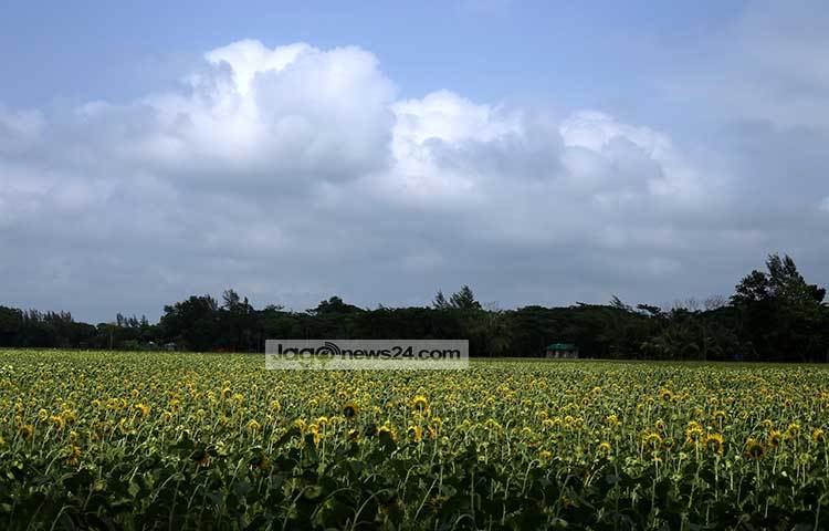 বিস্তীর্ণ সূর্যমুখী ফুলের ক্ষেত। এখন বাণিজ্যিকভাবেই দেশের বিভিন্ন জেলায় এ ফুলের চাষ হচ্ছে। ছবি : মাহবুব আলম