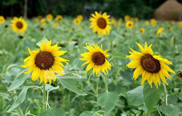 ফুটেছে সূর্যমুখী। এর সৌন্দর্যে সব প্রকৃতিপ্রেমীকই মুগ্ধ হবেন। ছবি : মাহবুব আলম
