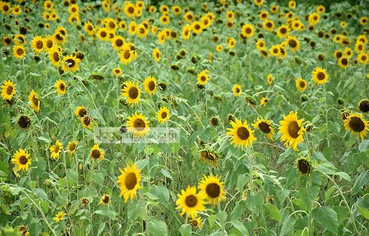 সূর্যমুখী উৎকৃষ্ট তেল জাতীয় ফসল। সূর্যমুখীর বীজে শতকরা ৪০-৪৫ ভাগ উপকারী লিনোলিক এসিড রয়েছে এবং ক্ষতিকর ইরোসিক এসিড নেই। ছবি : মাহবুব আলম