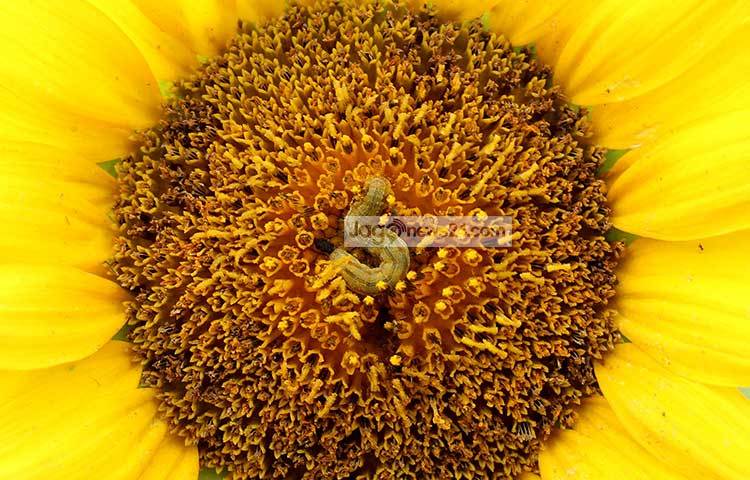 ফুলের মধ্যে একটি পোকা মধু খেতে ঢুকেছে। ছবি : মাহবুব আলম