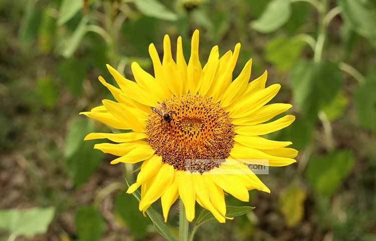 পৃথিবীর বিভিন্ন দেশে সূর্যমুখীর ব্যাপক চাষ হয়। ১৯৭৫ সাল থেকে বাংলাদেশের চাষীরা এর আবাদ শুরু করে। ছবি : মাহবুব আলম