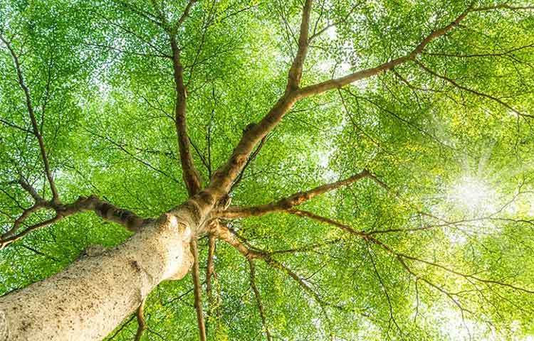 বাড়ির চৌহদ্দির মধ্যে কোনোদিন কোনো বিশাল আকৃতির গাছ রাখা উচিত নয়।