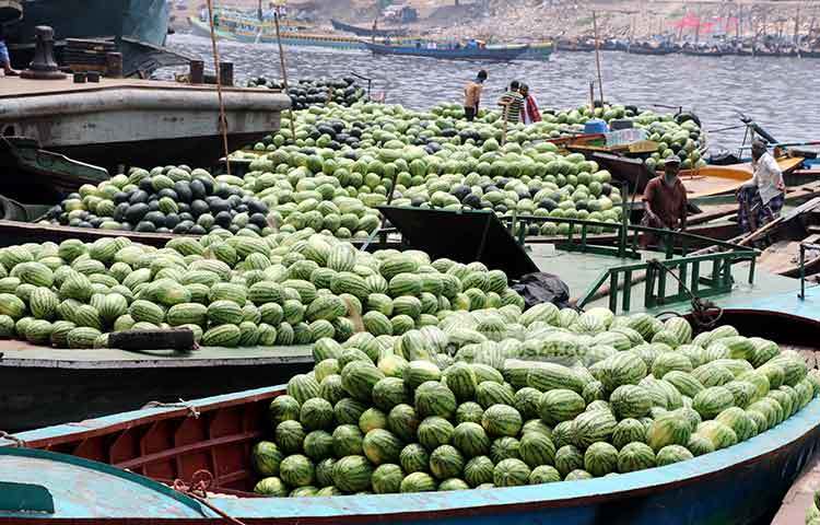 সদরঘাটের শ্রমিকরা সকাল-সন্ধ্যা ট্রলার ও নৌকা থেকে তরমুজ উঠানোর কাজে ব্যস্ত। ছবি : বিপ্লব দিক্ষিৎ