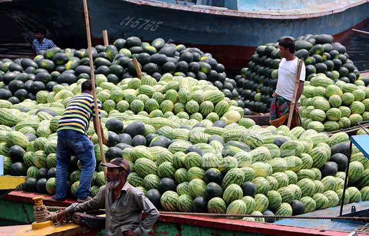 পাইকারী ক্রেতারা তরমুজ দেখছেন। ছবি : বিপ্লব দিক্ষিৎ