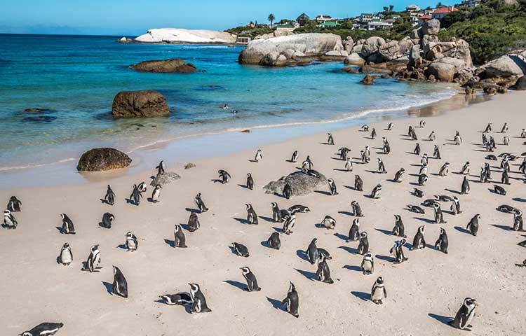 এটির দক্ষিণ আফ্রিকার কেপ টাউনের অসাধারণ এক সমুদ্রসৈকত। ভ্রমণ পিপাসুদের এটি যেন হাত বাড়িয়ে ডাকছে।