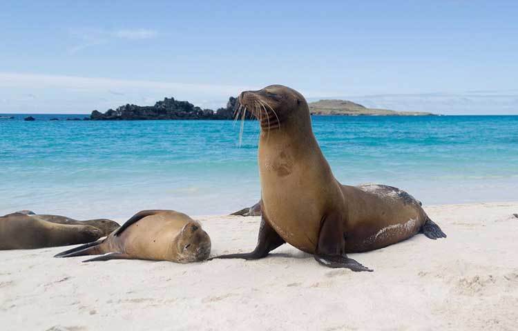 এটি গালাপাগোস দ্বীপের একটি সৈকত। এখানে রয়েছে প্রকৃতির অপার বৈচিত্র্য।