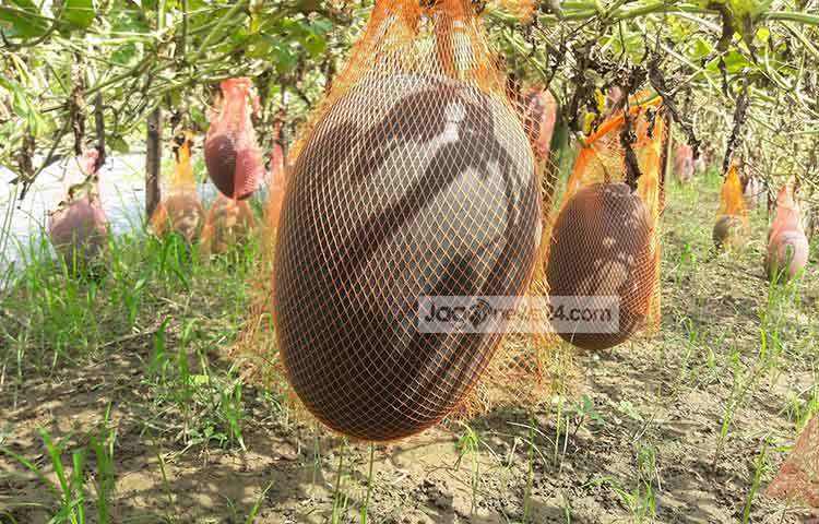 বেসরকারি এনজিও শরীয়তপুর ডেভেলপমেন্ট সোসাইটি (এসডিএস) ও শরীয়তপুর কৃষি সম্প্রসারণ অধিদফতর বারোমাসি বেবি তরমুজের বীজসহ অন্যান্য উপকরণ কৃষকদের মধ্যে বিনামূল্যে সরবরাহ করেন। ছবি : ছগির হোসেন