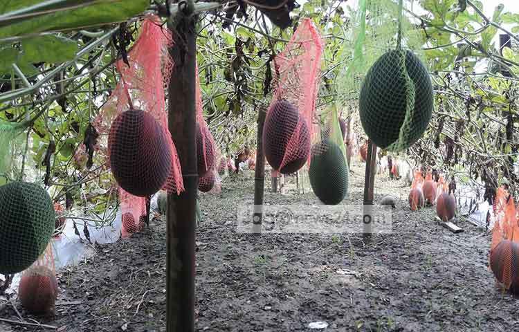 শরীয়তপুর এসডিএস কৃষি ইউনিট ও কৃষি সম্পসারণ অধিদফতর সূত্রে জানা গেছে, প্রথম বারের মত এ বছর শরীয়তপুরের জাজিরা উপজেলায় অমৌসুমী বারোমাসি বেবি তরমুজ আবাদ করা হয়েছে। ছবি : ছগির হোসেন