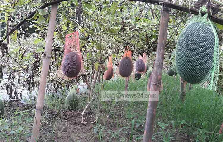জাজিরা সেনেরচর ইউনিয়নের ছোট কৃষ্ণ নগর গ্রামের কৃষক লুৎফর রহমান আকন বলেন, এ বছর আমি ২০ শতক জমিতে বারোমাসি বেবি তরমুজ আবাদ করেছি। ছবি : ছগির হোসেন