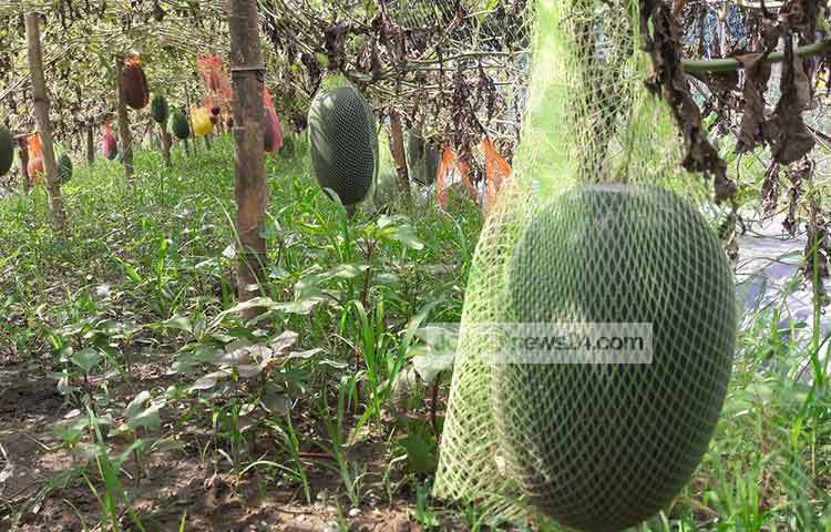 প্রতি শতক তরমুজ আবাদে দেড় হাজার টাকা খরচ হয়েছে। খরচ বাদে লাভ হবে ৪ হাজার টাকা। ২০ শতক জমিতে মোট খরচ ২২ হাজার টাকা, বিক্রি করেছি ৮০ হাজার টাকা। ছবি : ছগির হোসেন
