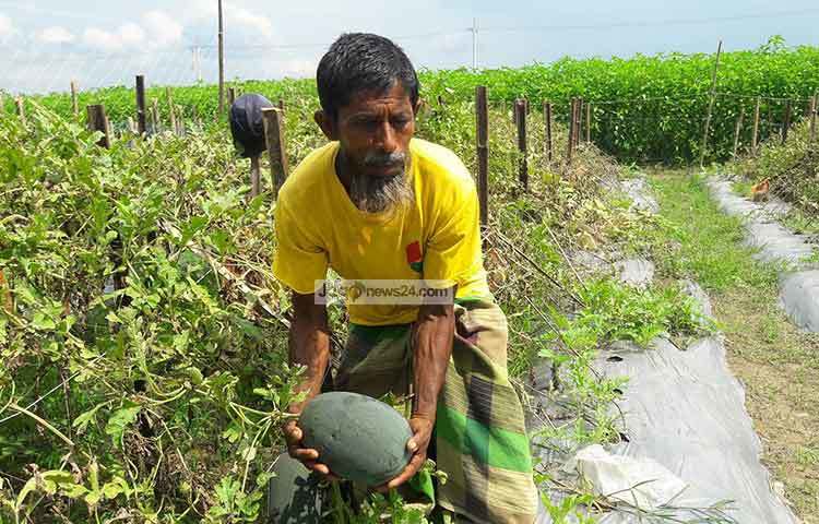বেবি তরমুজ দেখাচ্ছেন এক কৃষক। শরীয়তপুর ডেভেলপমেন্ট সোসাইটি (এসডিএস) ও জাজিরা কৃষি সম্প্রসারণ অধিদফতর বারোমাসি বেবি তরমুজ চাষে সার্বিক সহযোগিতা করেছে। ছবি : ছগির হোসেন